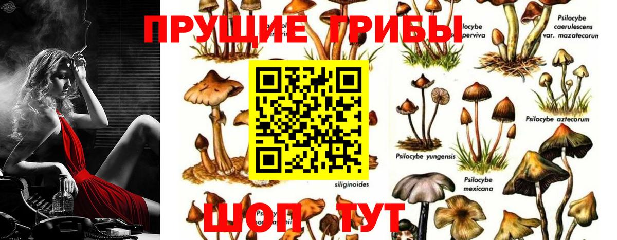 купить закладку  Галлюциногенные грибы GOLDEN TEACHER  Вход с VPN  Реутов 